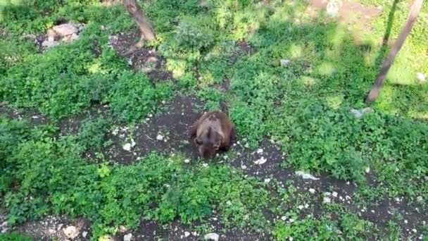 大きな褐色の熊が森の地面に足を踏み入れ 頭を上げて空気を嗅ぎ 近くで食べ物や獲物を聞く 鳥の目から森の中の茶色の熊の生涯 — ストック動画