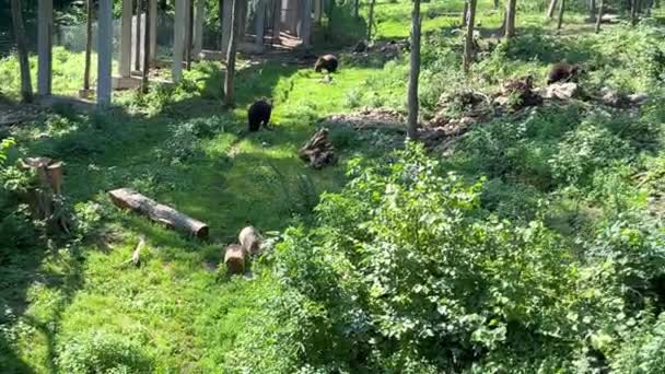 熊在猎食者康复中心的地盘上行走 与野生动物的栖息地尽可能相似 保护种群和监测熊 以便在野生环境中继续生存 — 图库视频影像