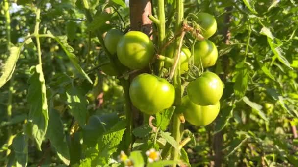 Κοντινό Πλάνο Από Ένα Μάτσο Όμορφες Πράσινες Ντομάτες Που Ωριμάζουν — Αρχείο Βίντεο