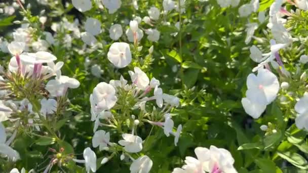 Dia Ensolarado Muitas Pequenas Flores Silvestres Brancas Floresceram Gramado Flores — Vídeo de Stock