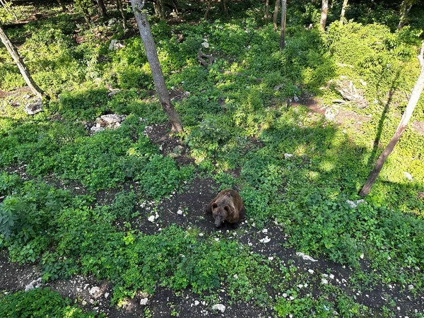 Patrząc Oczy Dużego Dorosłego Niedźwiedzia Dziczy Brązowy Niedźwiedź Łące Pobliżu — Zdjęcie stockowe