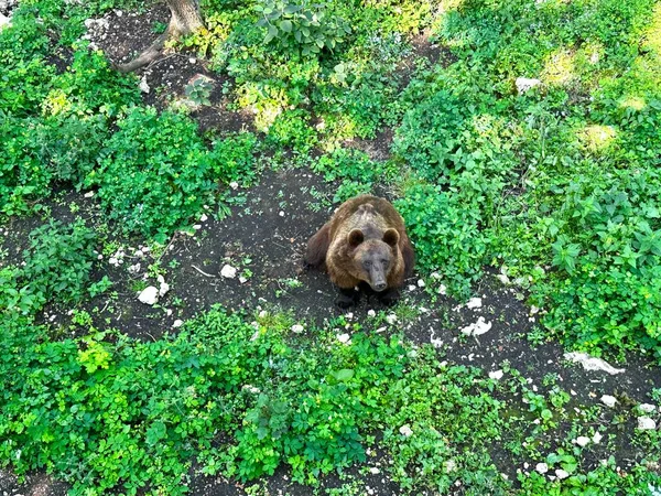 Duży Niedźwiedź Brunatny Siedzi Tylnych Nogach Zielonej Trawie Pobliżu Lasu — Zdjęcie stockowe