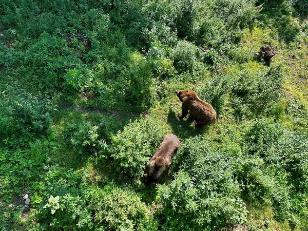 在阳光灿烂的山区 两只棕熊正在青草丛中觅食 夏天的一天 熊明亮的棕色毛皮在阳光下闪闪发光 在绿色的草地上 一对野兽在一起 — 图库照片