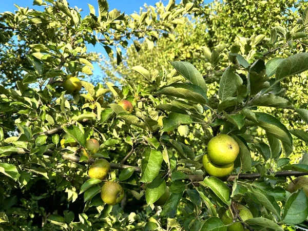 夏天阳光明媚的一天 绿色的 未成熟的小野生酸苹果长在一棵苹果树的枝子上 绿色成熟的生态苹果在树枝上的特写 种植苹果 花园里的苹果树 — 图库照片