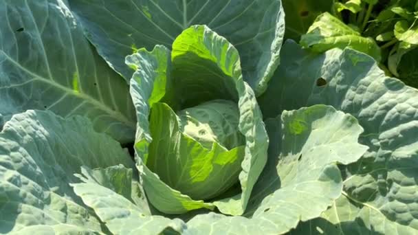 Head Young Green Cabbage Ripens Farmer Field Sunny Summer Day — Stock Video