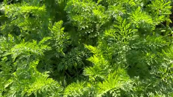 Зеленые Свежие Листья Моркови Созревающие Поле Против Яркого Солнца Летний — стоковое видео