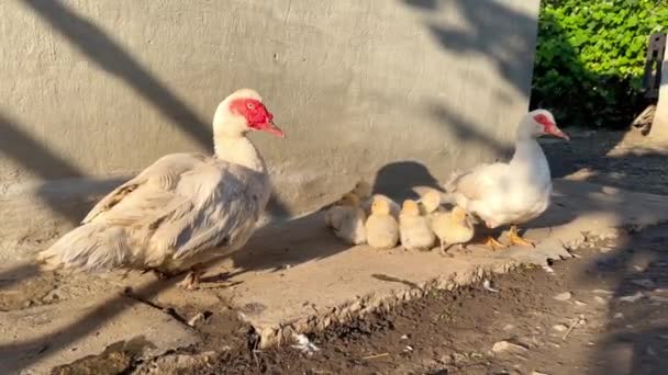 노란색 새끼는 어머니 오리와 아버지 사이에 태양에 잔디밭에 가족이요 농장에서 — 비디오