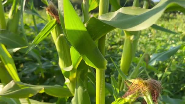 Kolby Kukurydzy Dojrzewają Ogrodzie Wsi Hodowla Kukurydzy Ogrodzie Łodygi Kukurydzy — Wideo stockowe