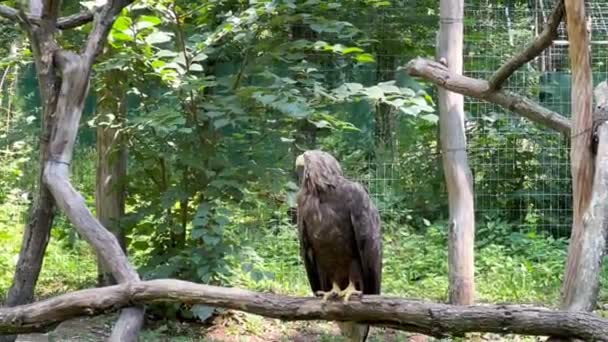 Samica Samiec Orła Białogłowego Słoneczny Letni Dzień Zoo Ochrona Ochrona — Wideo stockowe