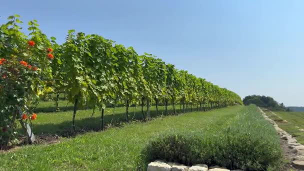 Eine Lange Reihe Von Weinbergsträuchern Auf Einem Hügel Mit Grünem — Stockvideo