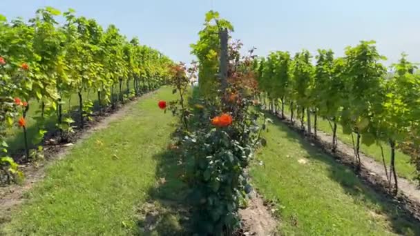 Vista Lateral Das Fileiras Vinhas Exuberantes Grandes Arbustos Rosas Que — Vídeo de Stock