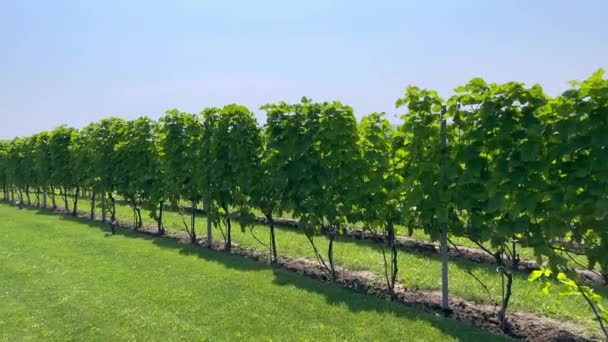 在阳光明媚的日子里 在山丘上修剪过的草坪上 在晴朗的天空和绿树的映衬下 生长着一片风景如画的田野 长满了笔直的葡萄藤 照料和种植葡萄园 葡萄酒产区的Idyllic山 — 图库视频影像