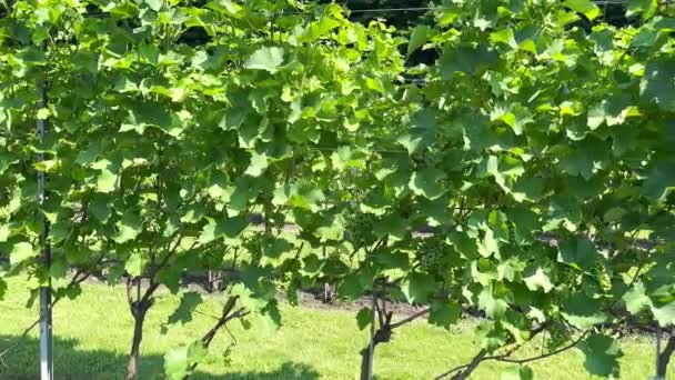 Grandes Arbustos Uva Con Hojas Verdes Exuberantes Racimos Uvas Que — Vídeo de stock