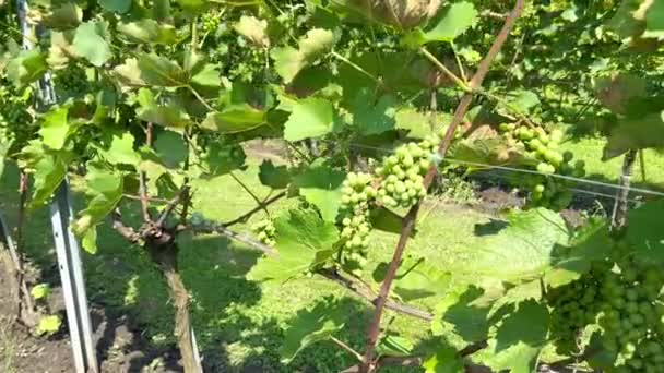 Trossen Groene Sappige Druiven Rijpen Velden Van Een Druivenplantage Bij — Stockvideo