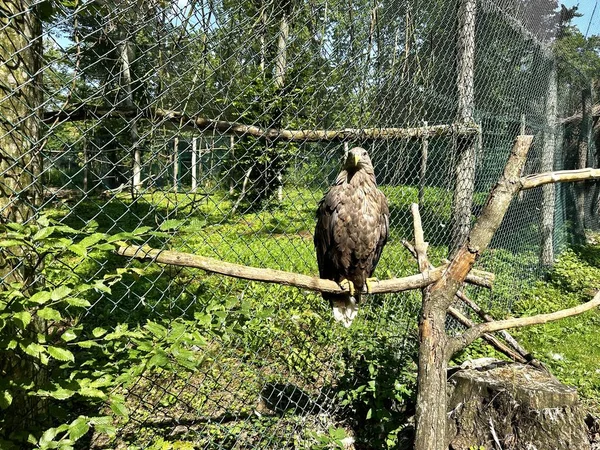 动物园里一只野生食肉鹰站在树枝上 — 图库照片