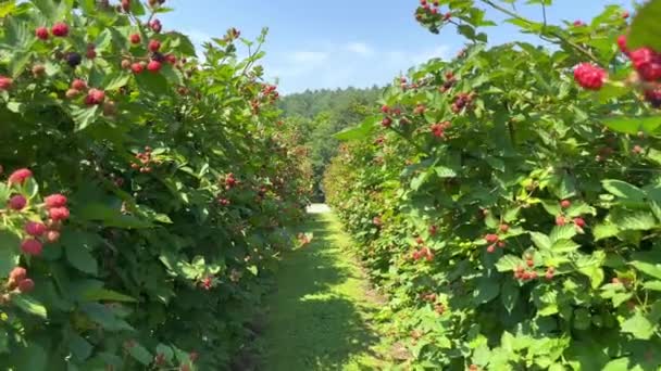 Walk Rows Blackberries Fresh Blackberry Berries Branches Lush Bushes Long — Stock Video