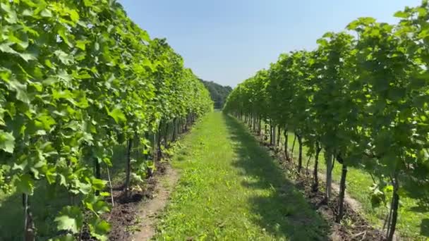 Slow Walk Green Grass Hill Grape Bushes First Person View — Stock Video