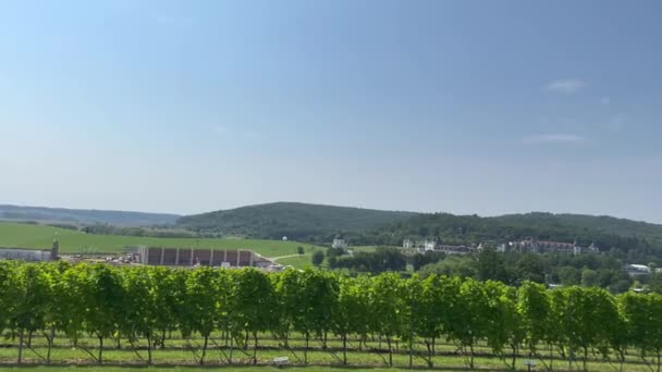 Panoramautsikt Från Kulle Grön Äng Med Vinrankor Som Mognar Solen — Stockvideo