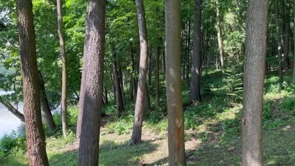 Ormanın Ortasında Güneş Işınlarının Geçtiği Uzun Ağaç Gövdeleri Ormanın Yakınında — Stok video