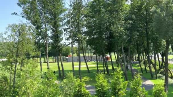 Güneşli Bir Günde Rüzgarda Sallanan Uzun Yapraklı Ağaçların Arasından Modern — Stok video