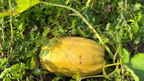 Large Yellow Ripe Pumpkin Vegetable Garden Farm Green Leaves Sunny — Stock Video