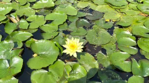 Bílá Lilie Kvetoucí Slunečného Dne Pozadí Zelených Listů Temné Vodě — Stock video