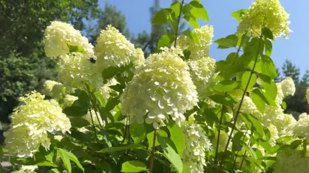 晴れた夏の日に青空と緑の木の背景に対する大きな茂み 白いハイドレンジアを咲かせます 庭のアジアの香りの香り — ストック動画