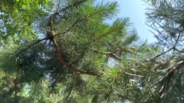 Соснова Гілка Тлі Блакитного Неба Сонячний День Вічнозелені Дерева Зелені — стокове відео