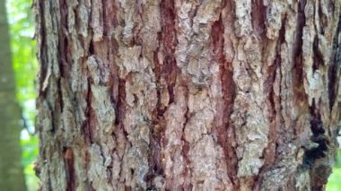 Ağaç kabuğuna odaklan. Yeşil ormanın geri kalanı bulanıklaşmışken ağaç kabuğuna odaklan. Ormandaki bir ağaç gövdesinin dokusu. Eski meşe kabuğunun dokusuna yakın çekim