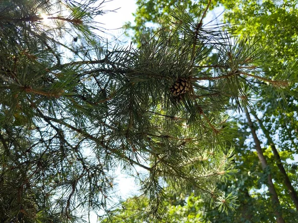Ένα Κλαδί Πεύκου Ένα Κώνο Στο Δάσος Μέσα Από Οποίο — Φωτογραφία Αρχείου