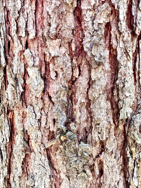 茶色の樹皮の救助の質が付いている木のトランク 乾燥した木の樹皮の質の背景 — ストック写真