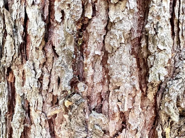 Деревянная Смола Коре Дерева Текстура Ствола Дерева Лесу Крупный План — стоковое фото