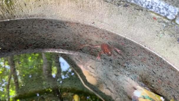 개구리는 깨끗한 식수로 우물에 표면에 움직임이없는 떠납니다 위험에 개구리의 반응은 — 비디오