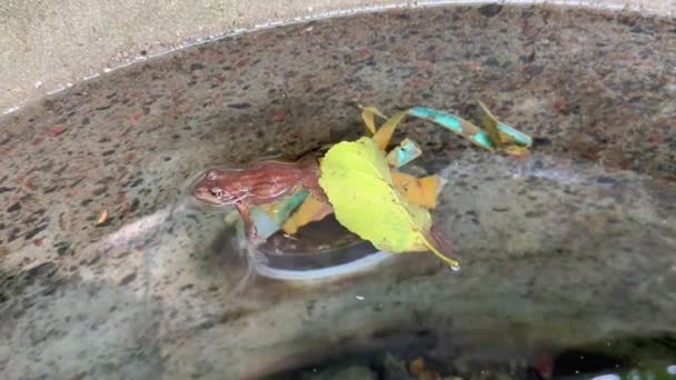 Ein Brauner Frosch Der Vorgibt Tot Unter Einem Baumblatt Sein — Stockvideo