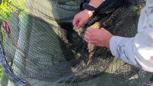 一位渔夫手里拿着一只银色大鲤鱼的渔获物 它是在阳光灿烂的一天在湖面上捕捉到的 新捕获的活鱼 户外淡水鱼 渔获量和业余爱好概念 — 图库视频影像