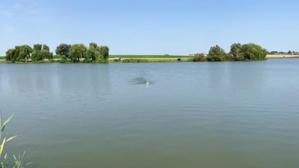 Spomb Rakete Mit Fischköder Auf Der Wasseroberfläche Tackle Für Den — Stockvideo