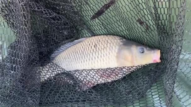 Carp Fishing Caught Large Carp Lies Mat Fishing Net Catch — Stock Video