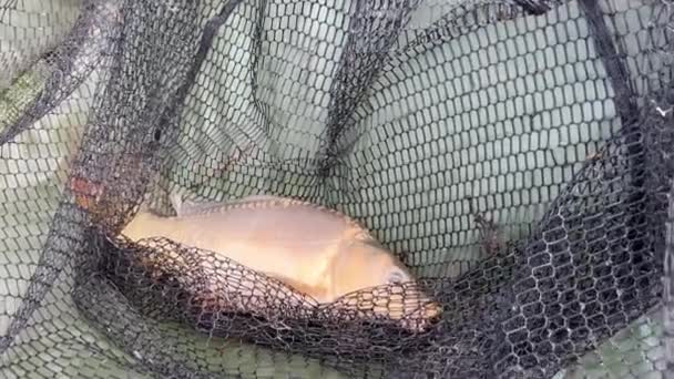 鲤鱼钓鱼 一只捕捉到的金鱼躺在网垫上 捕获和释放鱼 鲤鱼捕捞比赛 — 图库视频影像