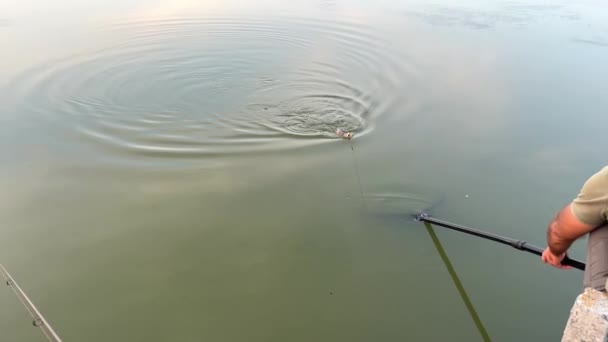 Рыбак Вытаскивает Рыбу Пойманную Помощью Карповой Сети Воды Берегу Сорвалась — стоковое видео