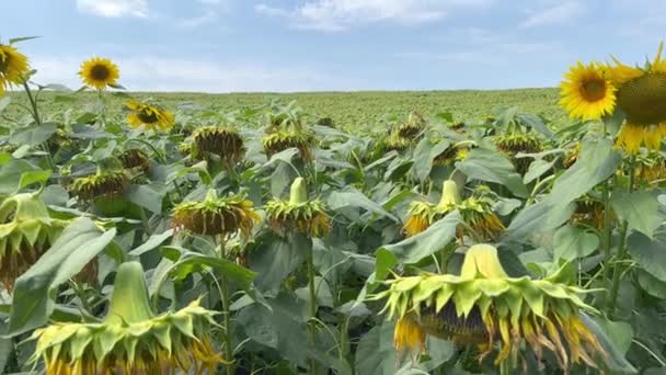 Sonnenblumenkerne Blühen Gebogen Und Reifen Auf Einem Feld Zwischen Grünen — Stockvideo
