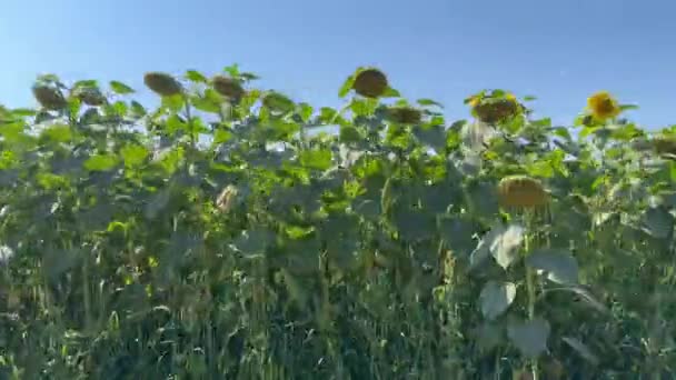 Driving Fields Tall Ripening Sunflowers Flash Rapidly Car Moves Large — Stock Video