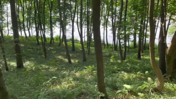 Bella Foresta Verde Paesaggio Naturale Luce Del Sole Rompe Attraverso — Video Stock