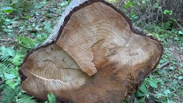 一个刚剪好的大橡木树干躺在森林的地面上 森林中锯成的树干的特写 森林砍伐概念 宽橡木树干上一块割破的湿的部分躺在地上 — 图库视频影像