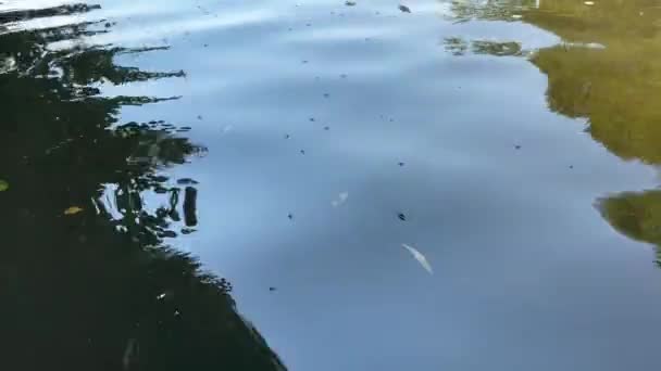 Gerris Lacustris Insecto Medidor Agua Arañas Arrastrándose Superficie Agua Estancada — Vídeos de Stock