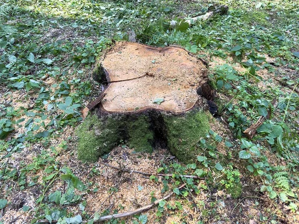 Пень Свежесрезанного Ствола Дерева Покрыт Мхом Опилками Распиловки Лесу Свежеобрезанный — стоковое фото
