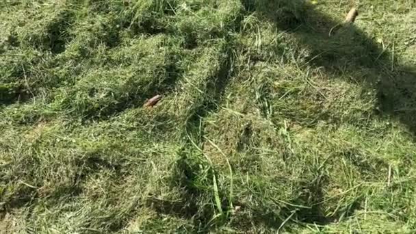 Mown Green Grass Lies Ground Dries Sun Green Lawn Forest — Stock Video