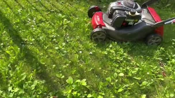 Lawnmower Cutting Grass Close Lawnmower Cutting Green Grass Summer Day — Stock Video