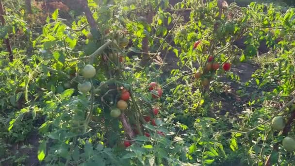 Ogrodzie Słoneczny Dzień Plantacje Krzewów Pomidorowych Dojrzewały Soczystymi Czerwonymi Żółtymi — Wideo stockowe
