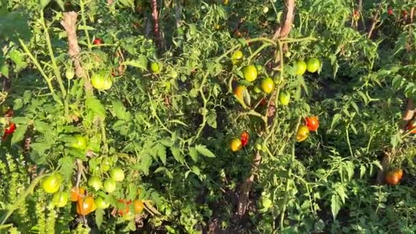 Słoneczny Letni Dzień Farmie Ekologicznej Obfite Zbiory Świeżych Soczystych Pomidorów — Wideo stockowe
