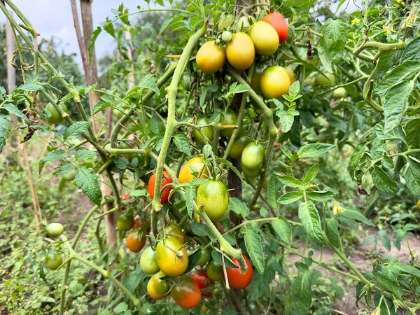 Bahçedeki bir dalda yetişen olgun kırmızı ve sarı domatesler. Organik bahçede dalda taze olgun domatesler. Domates yetiştiriyorum. Yazın sebze, domates topluyorum..